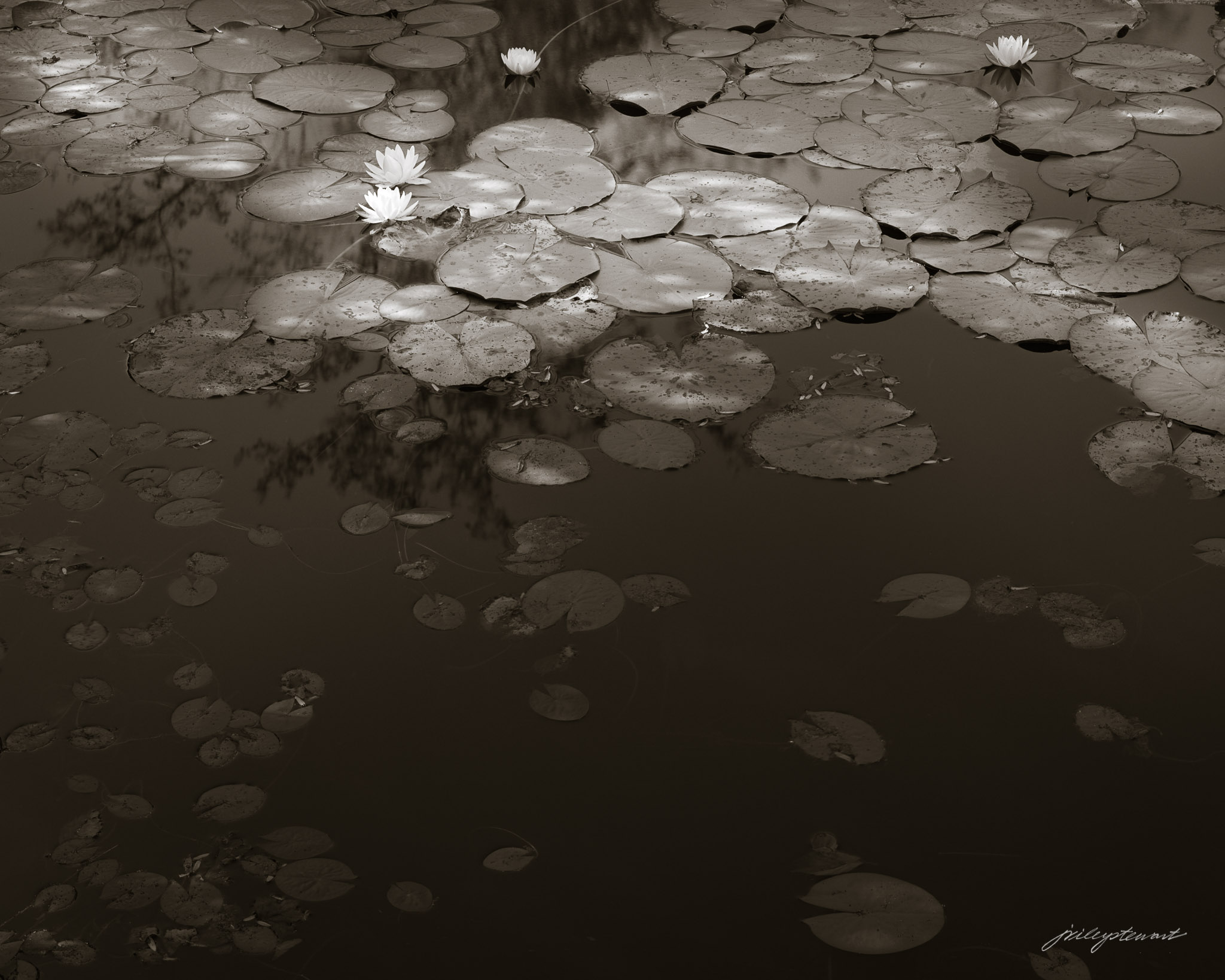 Dancing at the Edge of Shadows